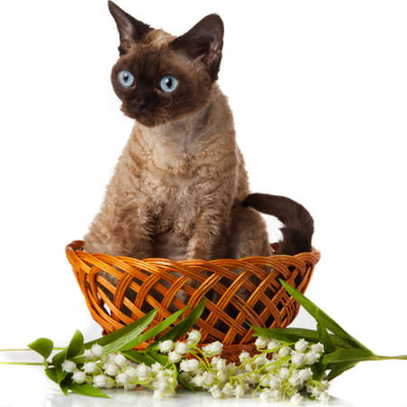 Devon Rex  Portrait on a white backgroundの写真素材