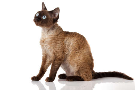 Devon Rex  Portrait on a white backgroundの写真素材