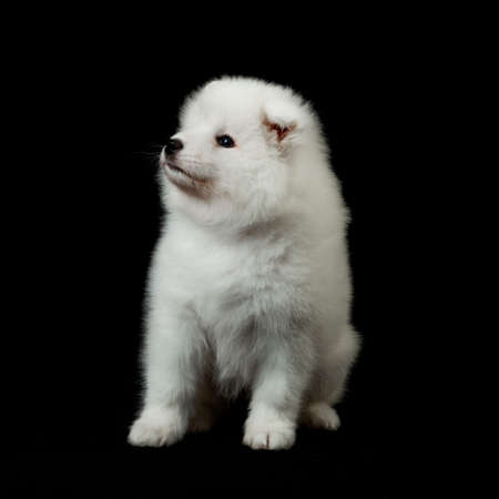 Samoyed dog  on black background の写真素材