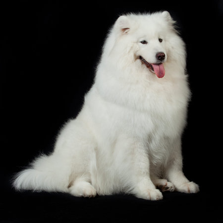 Samoyed dog  on black background の写真素材