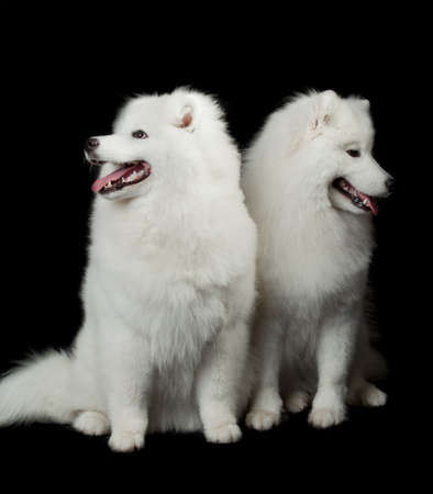 Samoyed dog  on black background の写真素材