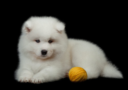 Samoyed dog  on black background の写真素材