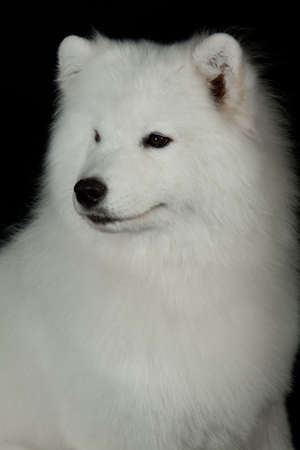 Samoyed dog  on black background の写真素材