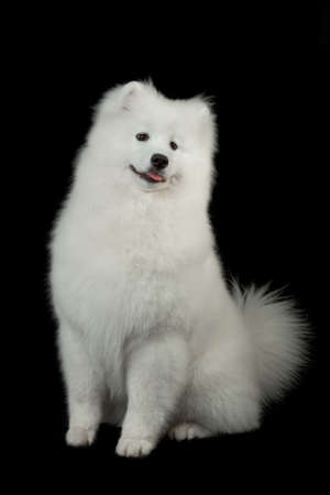 Samoyed dog  on black background の写真素材