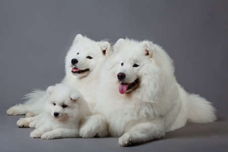 Samoyed dogの写真素材
