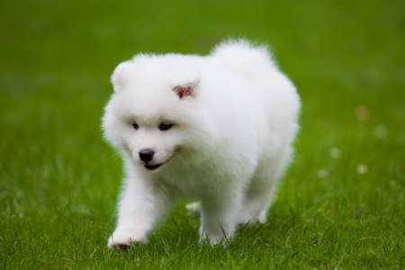 Samoyed dogの写真素材