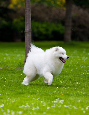 Samoyed dogの写真素材