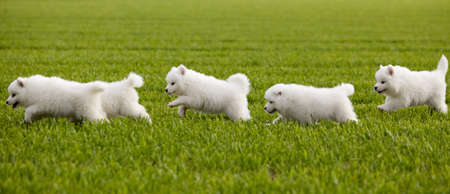 Samoyed dogの写真素材