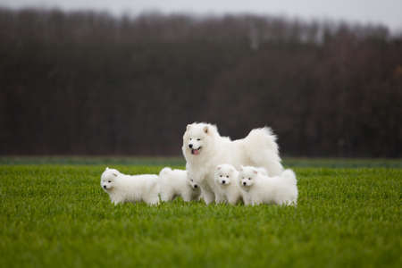 Samoyed dogの写真素材