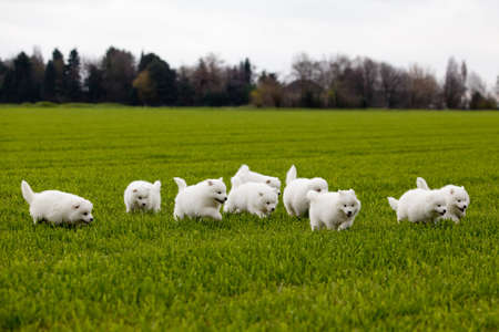 Samoyed dogの写真素材