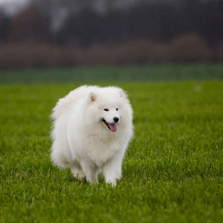 Samoyed dogの写真素材