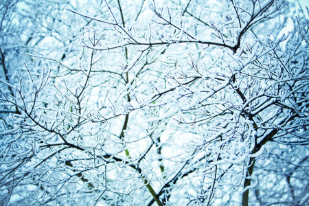 Winter landscape