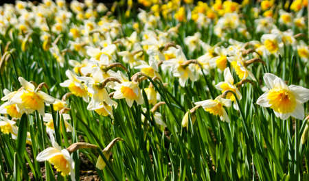 narcissus flowers.の写真素材