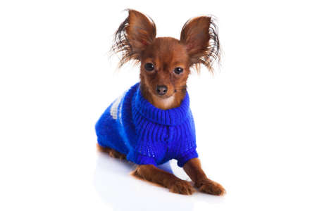 Toy terrier  Russian toy terrier on a white background  Funny little dogの写真素材