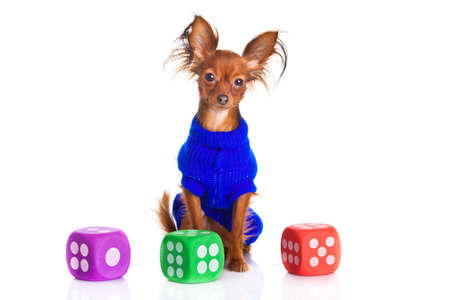 Toy terrier  Russian toy terrier on a white background  Funny little dogの写真素材