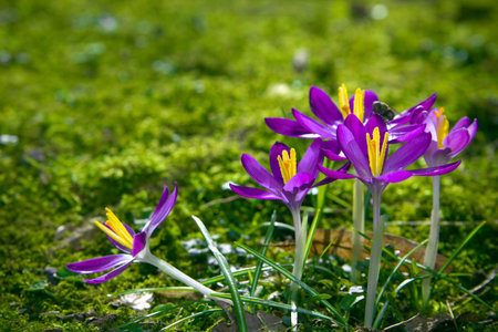 Crocus 