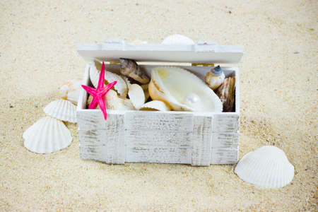 The exotic sea shell   treasure from the sea の写真素材