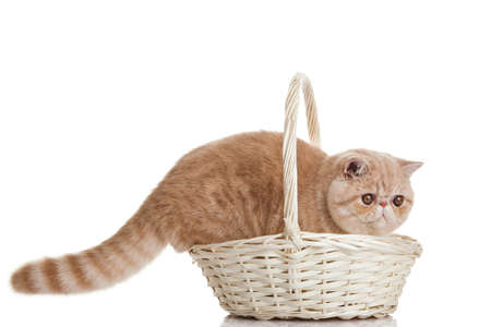 Exotic shorthair cat  Adorable kitten with basket on white backgroundの写真素材