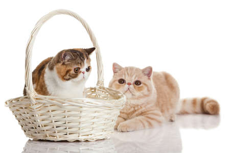 Exotic shorthair cat  Two cats sittingの写真素材