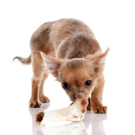 Chihuahua , 5 months old. chihuahua dog isolated on white background.  dog with bone isolated on white backgroundの写真素材