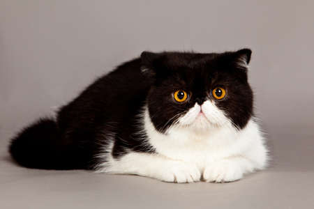 Exotic shorthair cat. persian cat on grey backgroundの写真素材