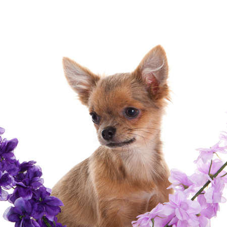chihuahua dog with  flowers on white background.の写真素材
