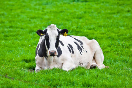 cows on meadowの写真素材