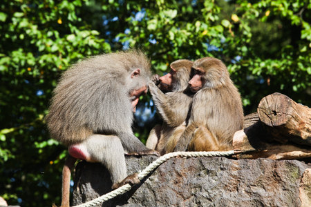 monkey family の写真素材