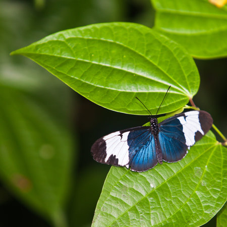 The Butterfly  A beautiful butterfly sitting in the tree