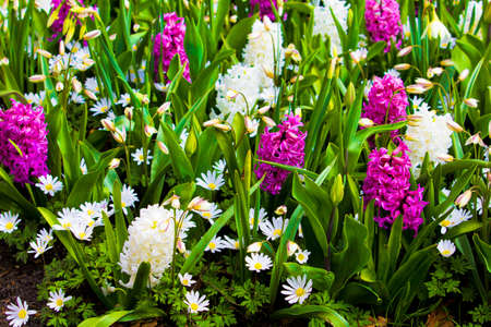 Spring flower. hyacinthの写真素材
