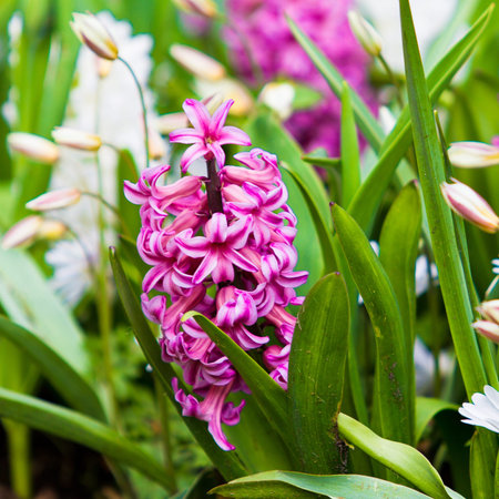 Spring flower. hyacinth