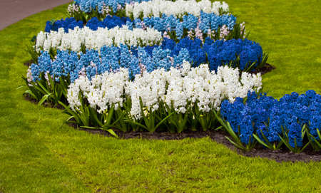 Spring flower. hyacinthの写真素材
