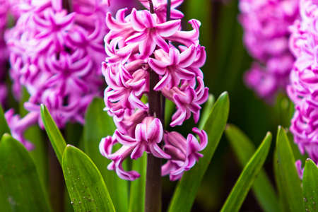 Spring flower. hyacinthの写真素材