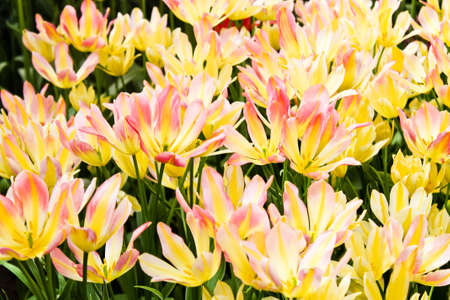 colorful tulips. Beautiful spring flowers. Spring landscapeの写真素材