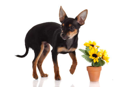 chihuahua dog with  flowers on white background.の写真素材