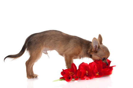 chihuahua dog with  flowers on white background.の写真素材