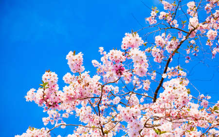 Sakura flowers blooming. Beautiful pink cherry blossomの写真素材
