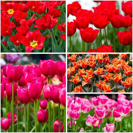 Tulips collage  Spring flowersの写真素材