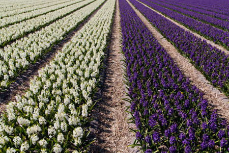 field of hyacinth の写真素材