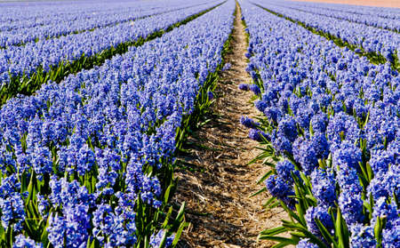 field of hyacinth の写真素材