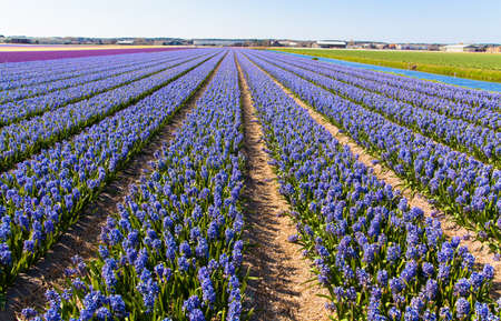 field of hyacinth の写真素材