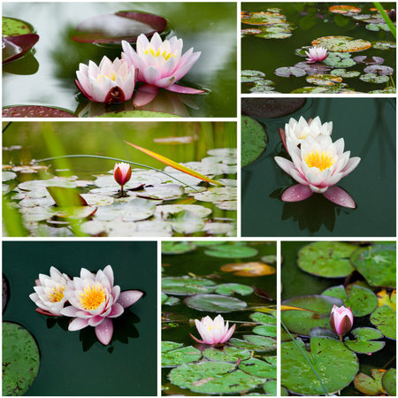 water lily  collage の写真素材