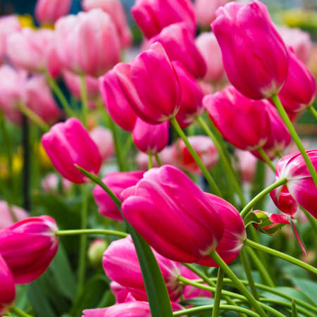 Beautiful spring Tulips flowersの写真素材