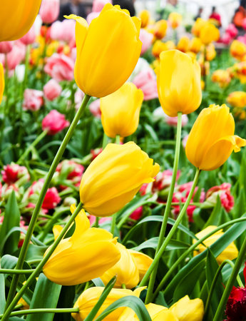 Beautiful spring Tulips flowers