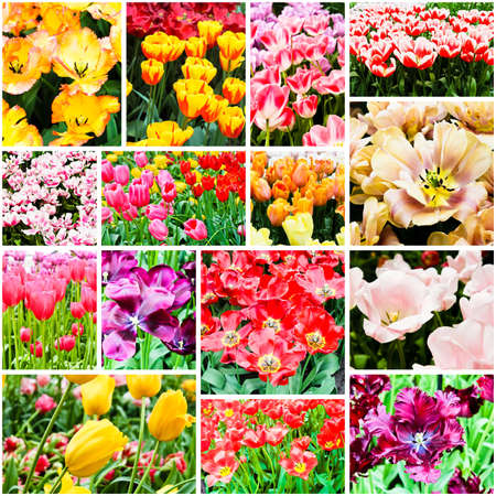 spring flowers. Tulipsの写真素材
