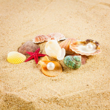 pearl on the seashell   The exotic sea shell   Treasure from the sea 