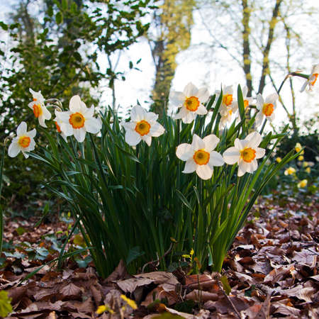 narcissus flowers.の写真素材