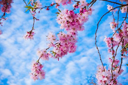 Sakura flowers blooming. Beautiful pink cherry blossomの写真素材