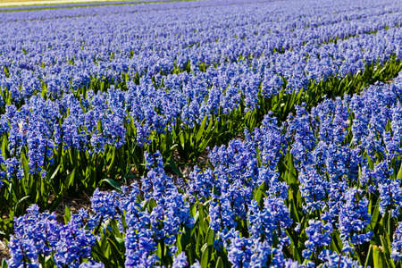 field of hyacinth.の写真素材