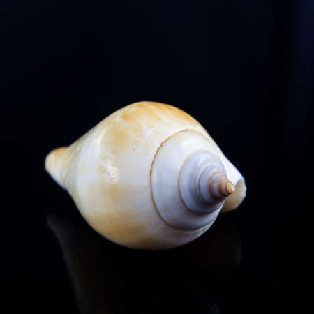 Sea shell  on black background.の写真素材